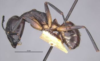 Media type: image;   Entomology 22709 Aspect: habitus lateral view